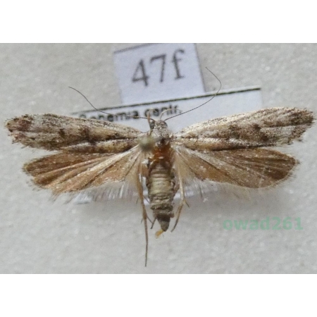 Anacampsis blattariella (Hübner, 1796) Czech47f